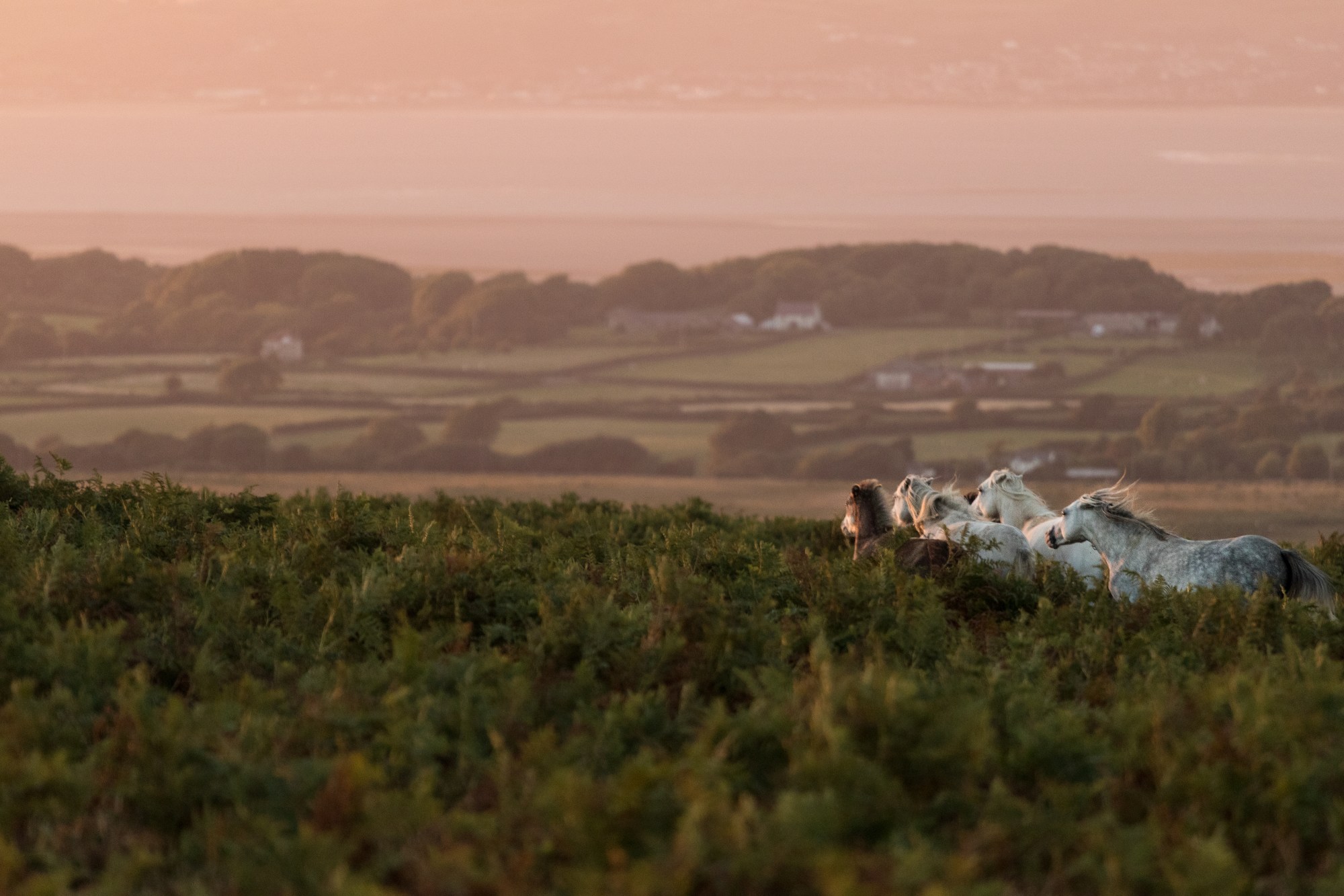 Gower ponies - Allen Hamlin Jr